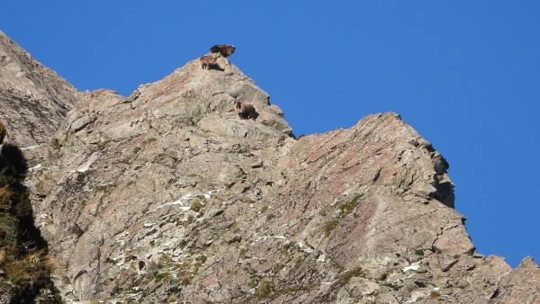 Tahr hanging out on the skyline as they do so often&amp;amp;amp;amp;amp;amp;amp;amp;amp;amp;nbsp;