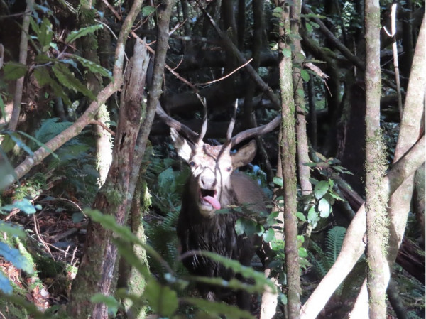 Close encounter with young stag in the bush