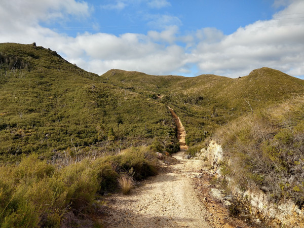 Coromandel Forest Park - Regenerating native bush on Rangihau Track