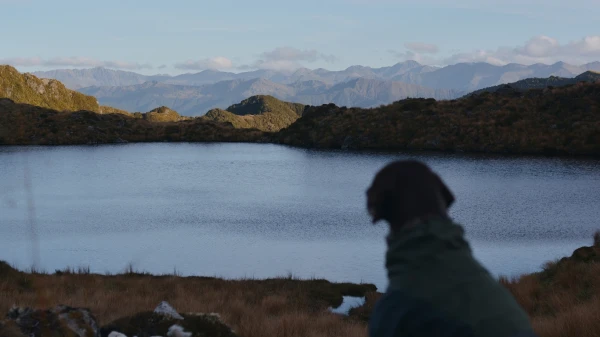 Riko the dog enjoying the view