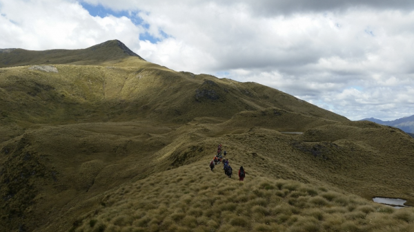 Golden rolling tussocks, typical of the Mount Burns area. Photo: DOC