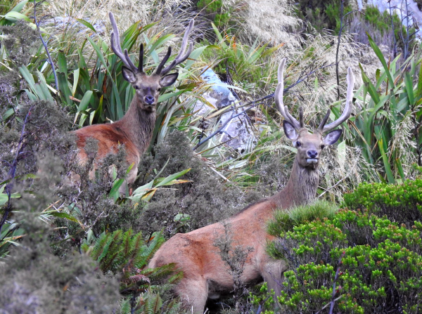 Logging sightings of Wapiti deer on the FWF app will help with the breed's management. PHOTO/SUPPLIED