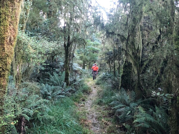 Richard Wells in South Westland on a recent Roar hunt