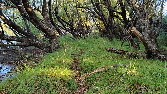 Overgrown 4WD track | Dunc Wilson