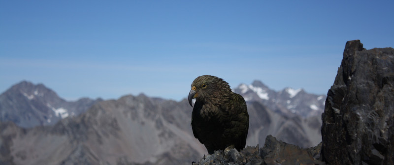 Kea on the rocks - Nathan W