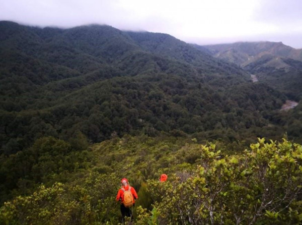 Ros hunting in the Ruahine Ranges.