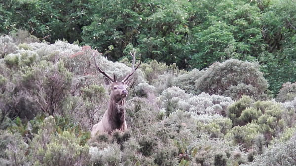 Stag in scrub