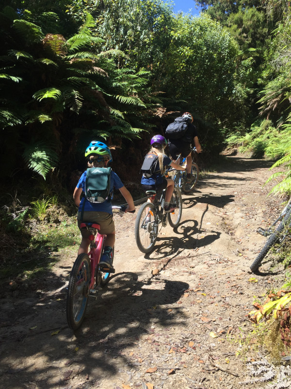 The Timber Trail in the Pureora Forest Park