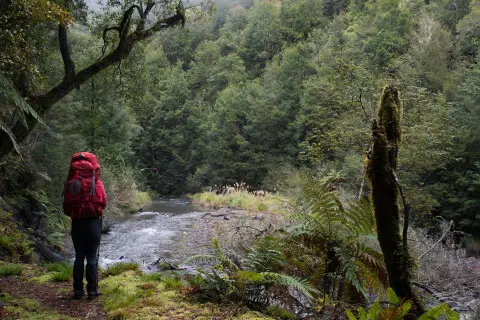 Thumbnail of Whirinaki Track | Jonathan Astin 