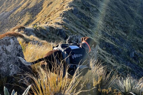 Thumbnail of Gale Riko Rescue Hills Dog | CREDIT Gale Chaipakdee