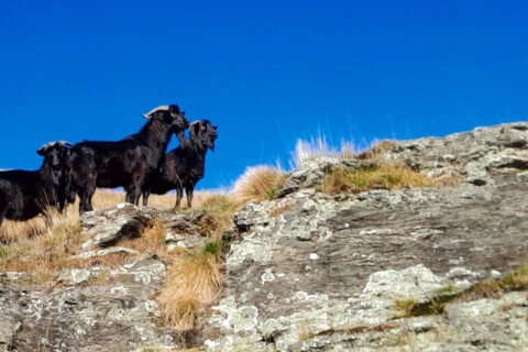 Thumbnail of Garth Haylock Goats on the Hill