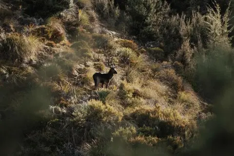 Thumbnail of Stag during Roar