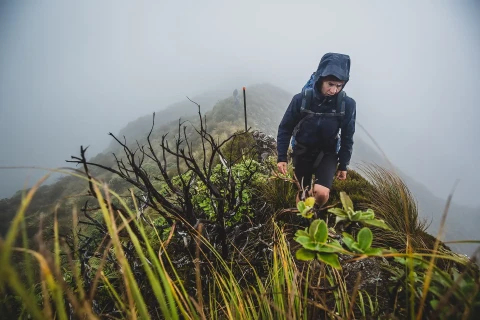Thumbnail of Holdsworth area, Wairarapa | CREDIT Caleb Smith