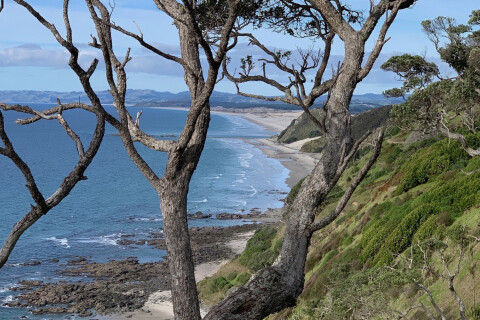 Thumbnail of Mangawhai Cliffs Walkway | Denis Stanton