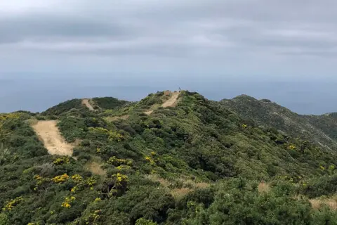 Thumbnail of Wellington walkways