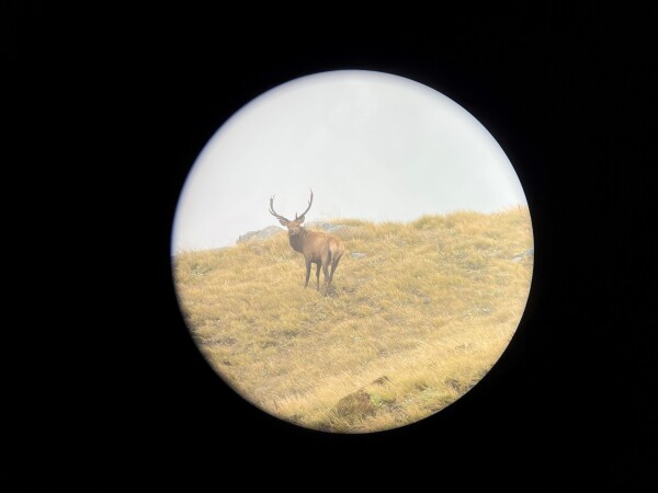 Wapiti - James Ure: A Wapiti bull spotted on a ‘once in a lifetime’ trip into the Lower Glaisnock, Fiordland National Park