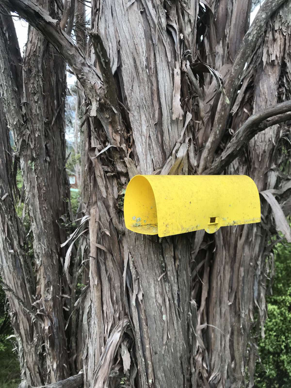 Wasp bait station Lynda Watson