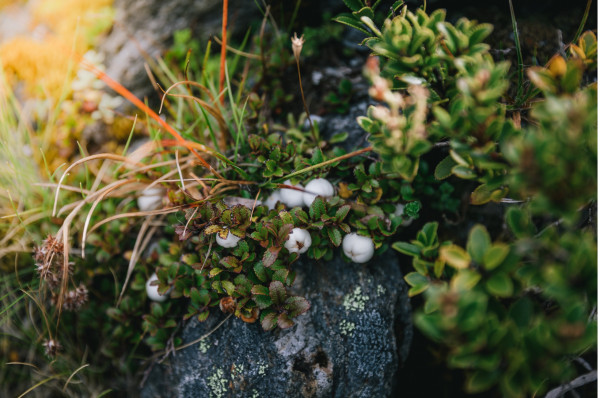 Gillespie Pass | Young Adventuress